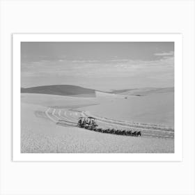 Mule Drawn Combine In Wheat Field In Walla Walla County, Washington, Dark Patches Of Land Are Summer Fallow By Art Print