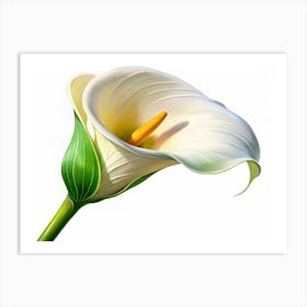 A Single White Calla Lily Flower With A Yellow Center, Isolated On A White Background Art Print