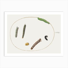 Leafy Spurge Hawkmoth Caterpillar, Mullein Moth Caterpillar, And Other Caterpillars (1575–1580), Joris Hoefnagel Art Print