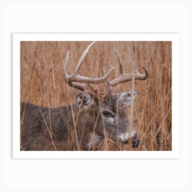 Deer In Dry Grass Art Print