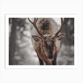 Elk In Snow Storm Art Print