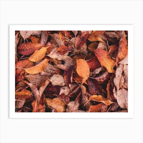 Red And Orange Leaves Art Print