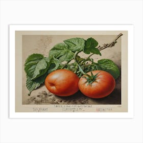 Two Tomatoes 2 Art Print