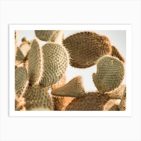 Sunset Through Cactus Art Print