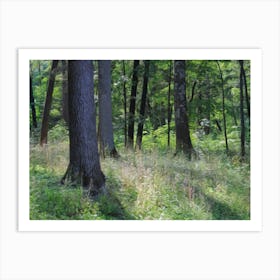 Hudson forest 1 Art Print