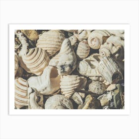 Sea Shells Art Print