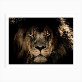 African Lion Wild Art Print