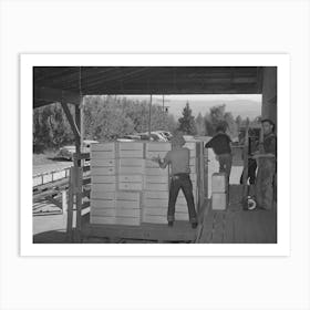 Packing Crates Of Pears Onto Truck Which Will Take Them Into Town For Shipment By Rail To The Markets Art Print