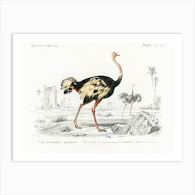 Struthio (Autruche De Lancien Continent), Charles Dessalines D'Orbigny Art Print