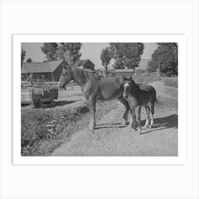 Colts From Fsa (Farm Security Administration) Cooperative Sire, Box Elder County, Utah By Russell Le Art Print