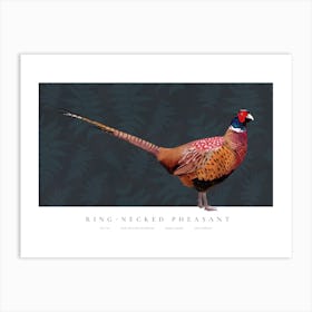 Ring-Necked Pheasant Illustration Art Print