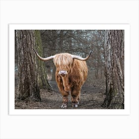 Highland Cow 3 Art Print