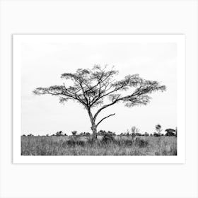 Black And White Lone Tree In Uganda In Africa Art Print