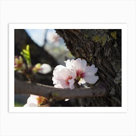 Soft pink almond blossoms and wood Art Print