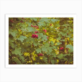 Red Berries In Summer Afternoon Moment Art Print