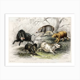 Wild Boar, Collared Peccary, Chinese Sow, Capibara, And Babyroussa, Oliver Goldsmith Art Print