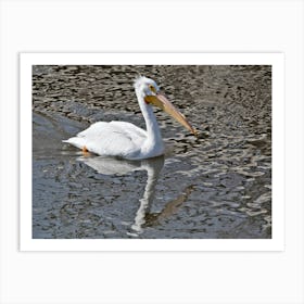 American Pelican and reflection on the Mississippi River Art Print