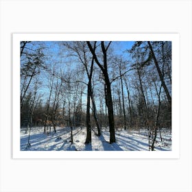 Winter In The Woods 11 Art Print