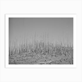 Cut Over Burned Over Forest Land, Clatsop County, Oregon By Russell Lee Art Print