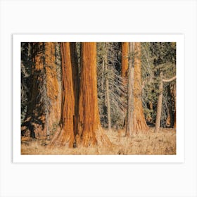 Eureka Redwoods Art Print