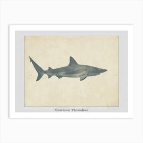 Common Thresher Shark Silhouette 5 Poster Art Print