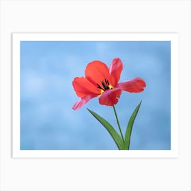 Red Tulip On Blue Art Print