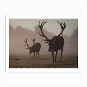 Misty Meadow Elk Art Print