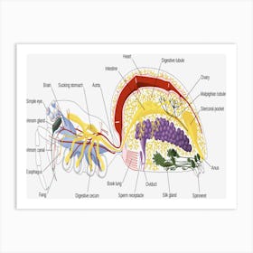 Anatomy Of The Human Heart Art Print