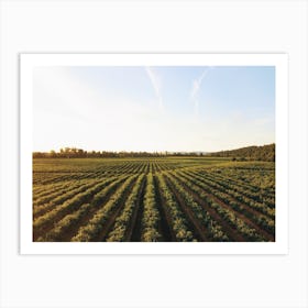 Corn Field Sprouts Art Print