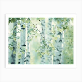 Birch Trees 35 Art Print