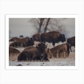 Winter Bison Herd Art Print