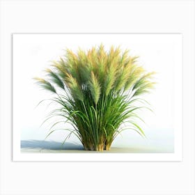 Ornamental Grass Plant With Long, Feathery Seed Heads Art Print