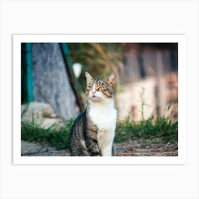 Cat Sitting On The Ground Art Print