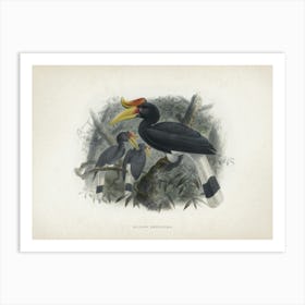 Vintage Keulemans 2 Buceros Rhinoceros Art Print