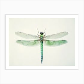 Dragonfly Common Green Darner Anax Juni Illustration 7 Art Print