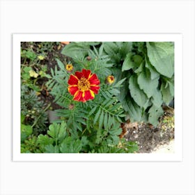 Red Marigold Art Print