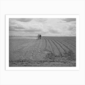 Harrowing An Irrigated Field At Farm Of Ray Halstead, Fsa (Farm Security Administration) Rehabilitation Borrower Art Print