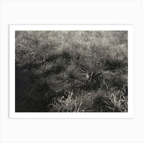 Grasses (1933), Alfred Stieglitz Art Print