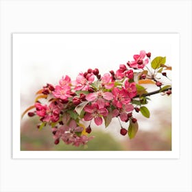 Blossoming Apple Tree Art Print