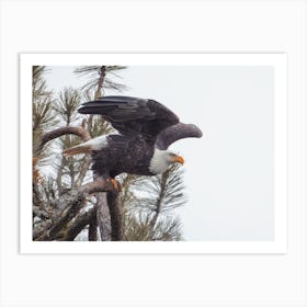 Bald Eagle Taking Flight Art Print