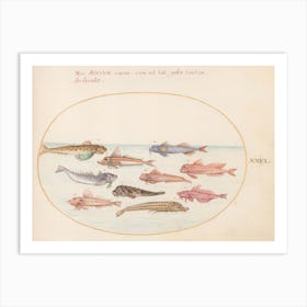 Aquatic and Shellfish Animals (c. 1575-1580), Joris Hoefnagel(2) Art Print
