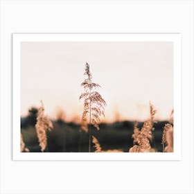 Sunset Pampas Art Print