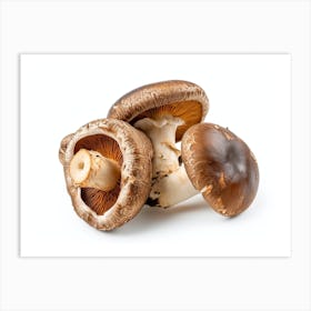 Mushrooms On A White Background 1 Art Print