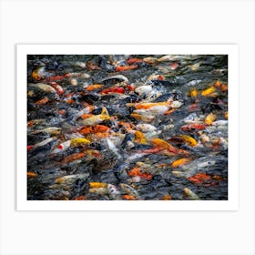 Koi Fish Art Print