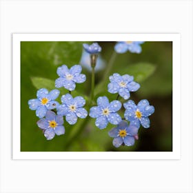 Forget Me Nots Art Print