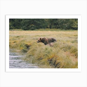 Grizzly Bear Near Creek Art Print