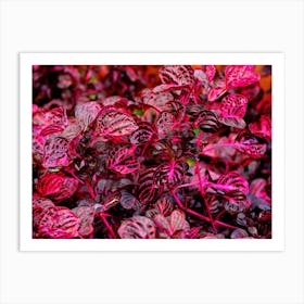 Purple Plant Leaves Nature Leaves Flora Foliage Art Print