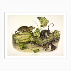  Norway, Rat, John James Audubon Art Print