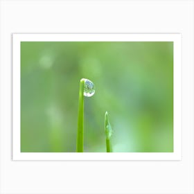 Water Droplet On Blade Of Grass Art Print