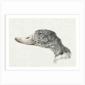 Head Of A Shelduck, Jean Bernard Art Print